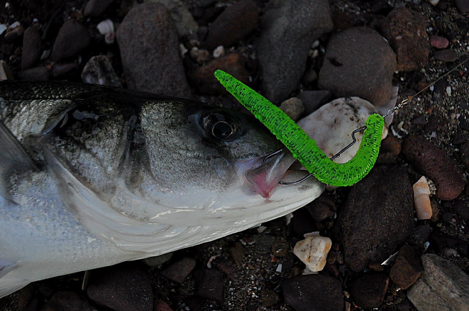 Absolute Fishing Weightless Soft Plastics....