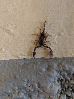 Wood-scorpion (Euscoporpius) in Bergamo on 2019-05-02.