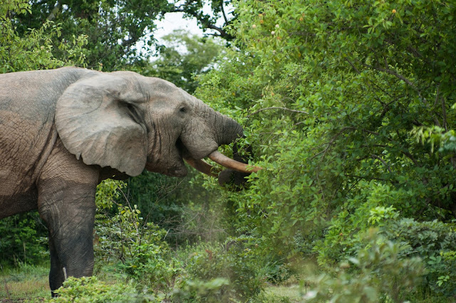 Elephant encounter, Mole National Park, Ghana
