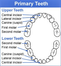 Generals of Primary Dentition | General description of primary teeth