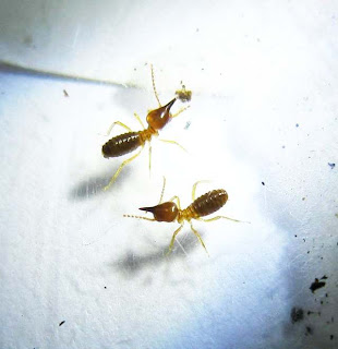 Soldiers of Bulbitermes termite
