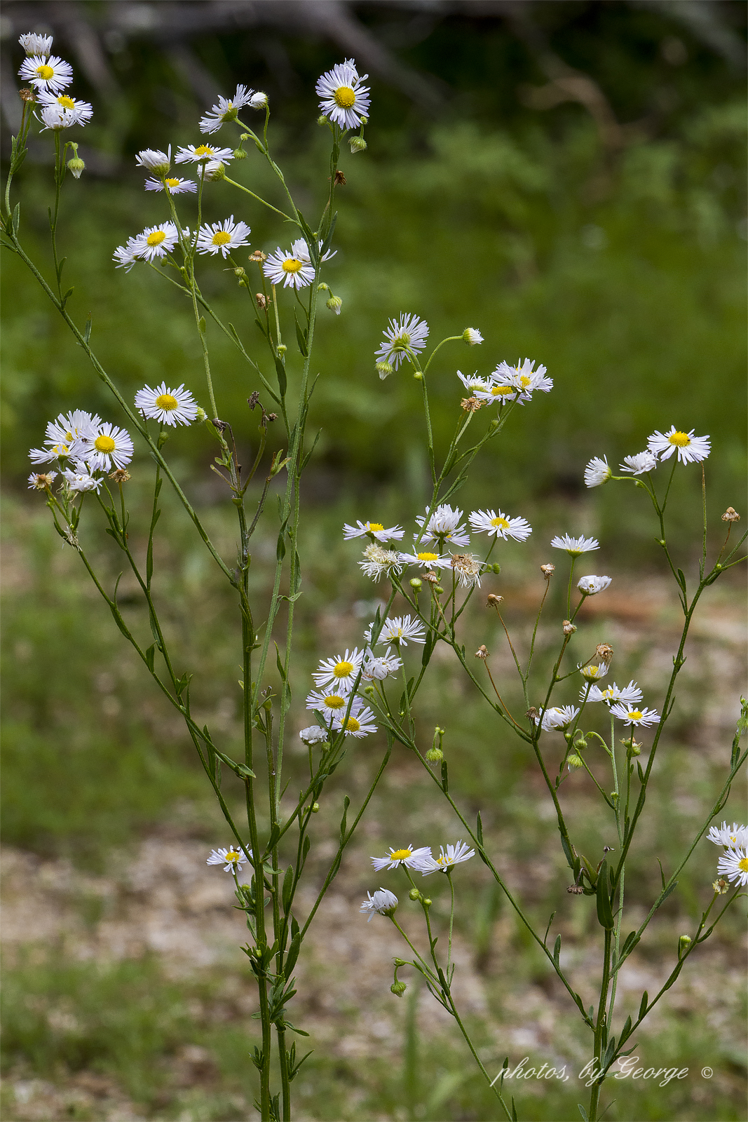 "What's Blooming Now" Prairie Fleabane (Erigeron strigosus var strigosus)