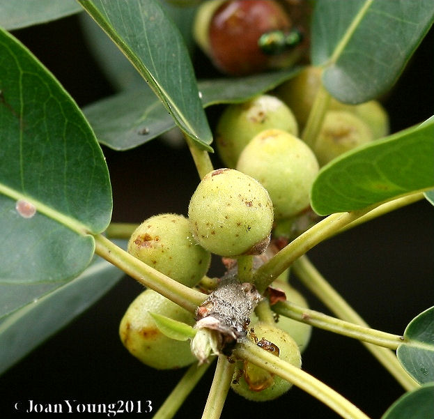 Natures World of Wonder Common Wild Fig (Ficus burkei)