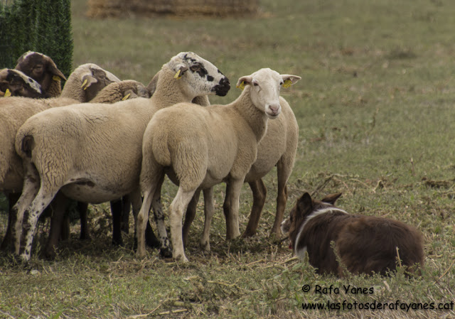 25º Concurso gos d’atura Castellterçol
