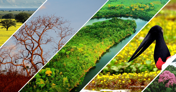 PROF. LUCIANY - CIÊNCIAS - ECOSSISTEMAS E BIOMAS