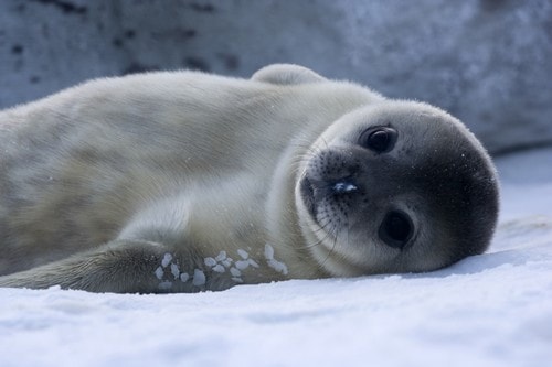 Exposé sur les animaux en voie de disparition