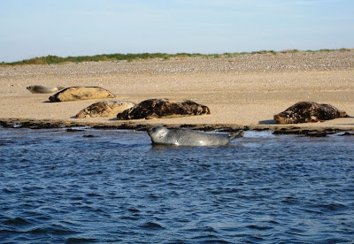 Seals lying in the water and on the sand of Blakeney Point