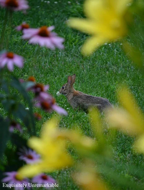 Bunny In The Grass