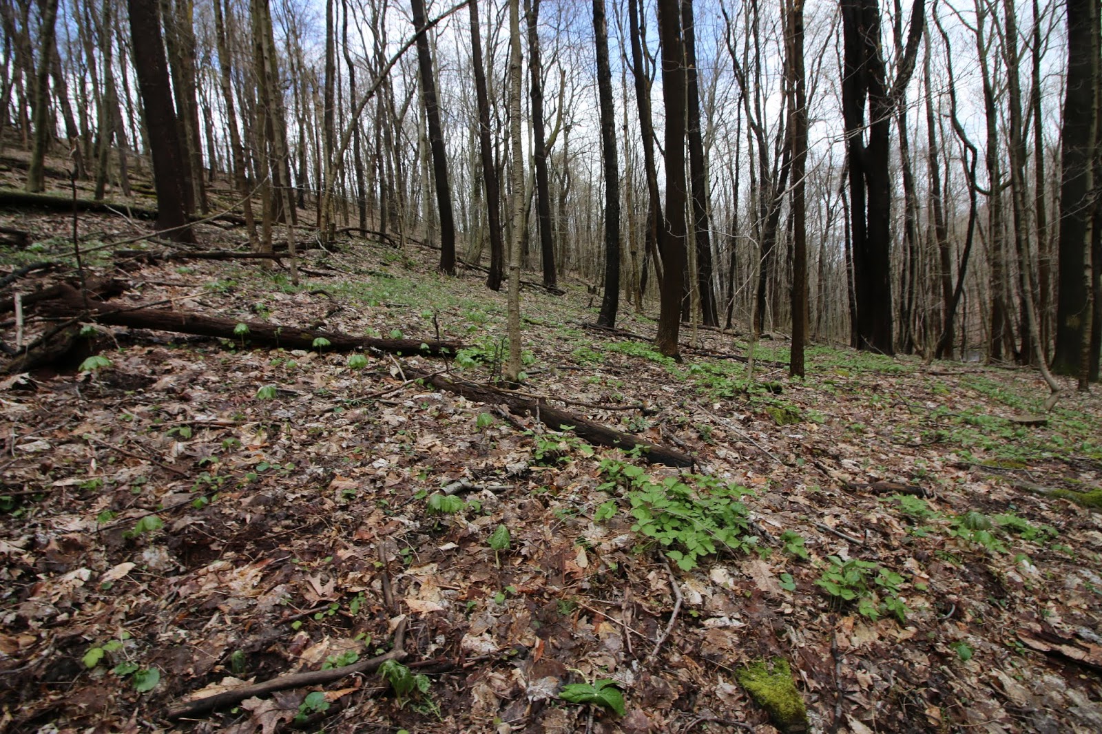 Gallitzin State Forest Recreation Guide Awesome Hiking, Views, and