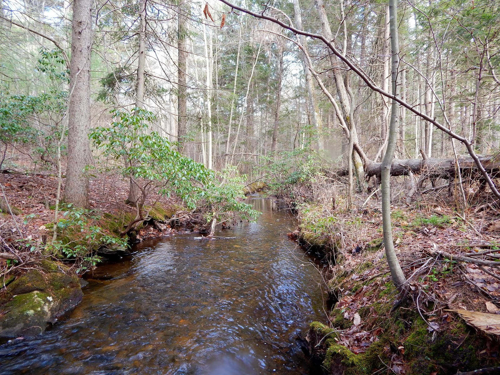 Small Stream Reflections: A small stream, brook trout, and dry flies.
