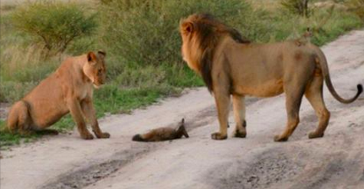 Deux lions s’approchent d’un bébé renard blessé. Ce qu’ils font alors est inexplicable.