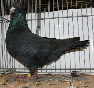 italien pigeon breeds