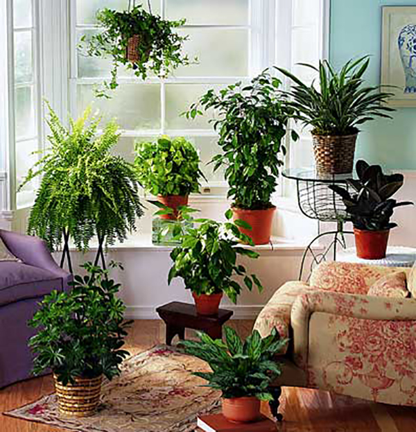 10 φυτά εσωτερικού χώρου που καθαρίζουν την ατμόσφαιρα του σπιτιού σου