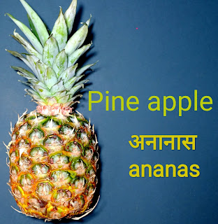 Name of fruits in hindi