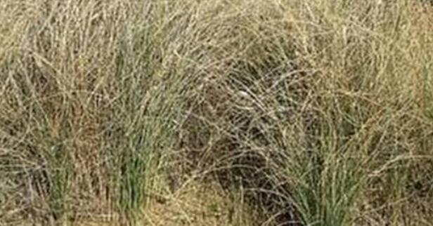 فوائد حلفا البر لمرضى الكلى فوائد حلفا البر لمرضى الكلى