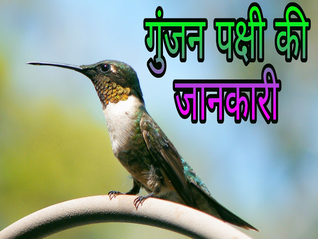 Humming Bird Information In Hindi