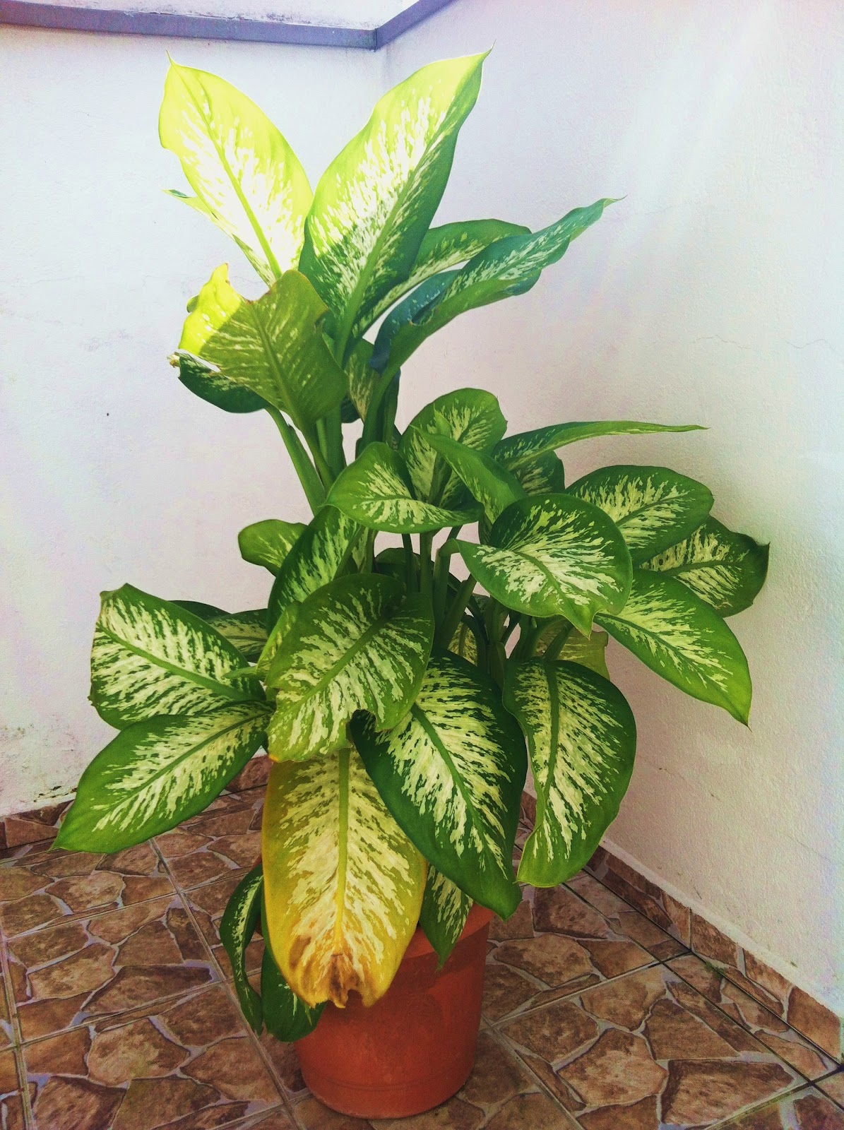 Trettel's Paisagismo Comigo ninguém pode