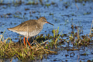 Wildlifefotografie Rotschenkel