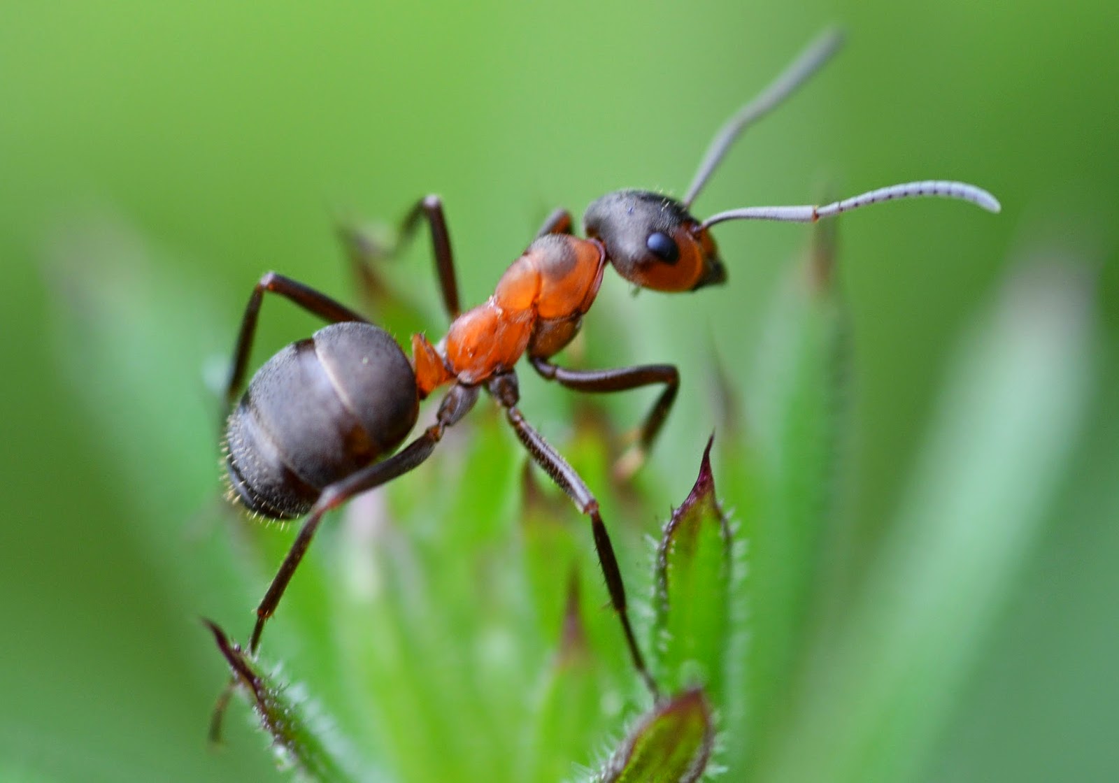 Муравей фото. Рыжий Лесной муравей (лат. Formica Rufa). Черноголовый Лесной муравей. Волосистый Лесной муравей. Рыжий Лесной муравей Московской области.