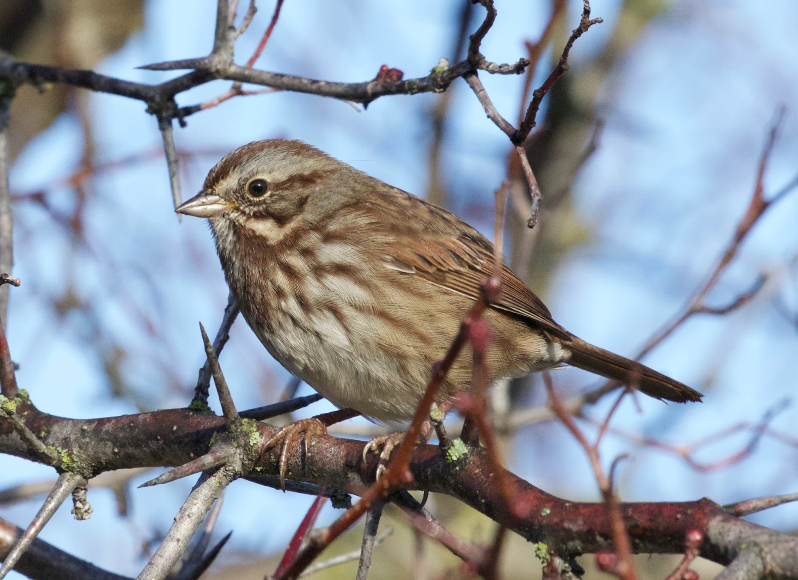 Chris Siddle Okanagan Birder Birds of Vernon and the North Okanagan