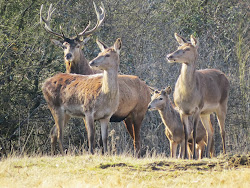 Red Deer