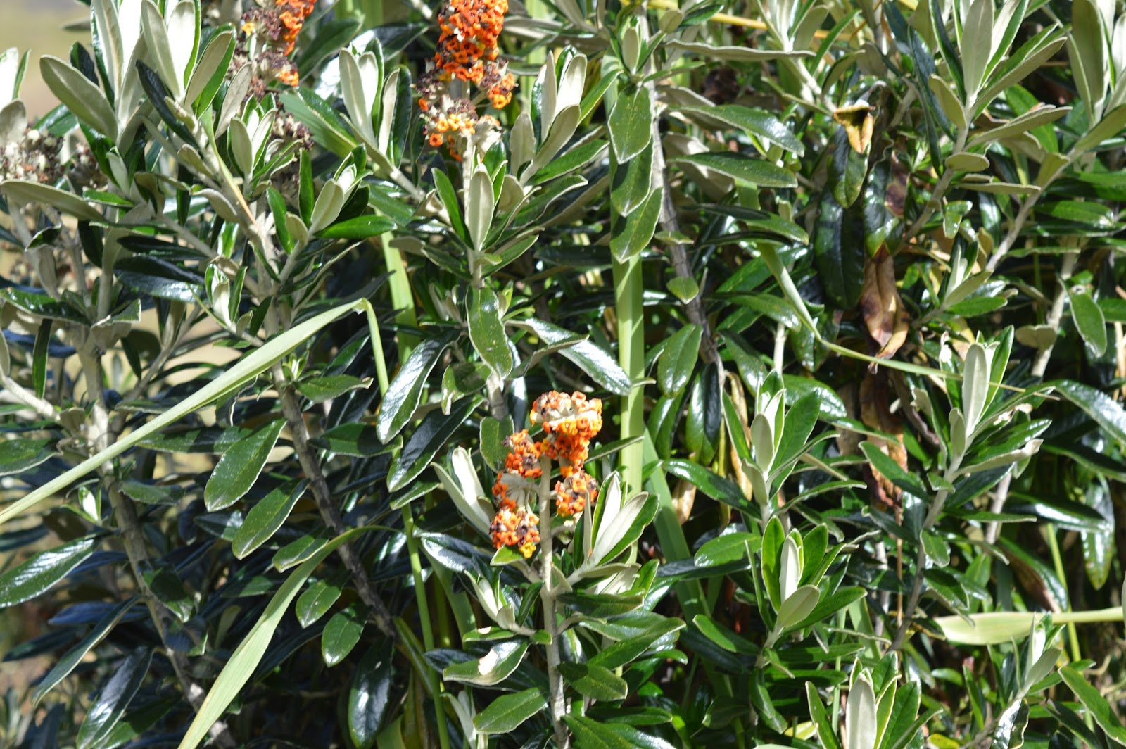 Tony S Blog Buddleias