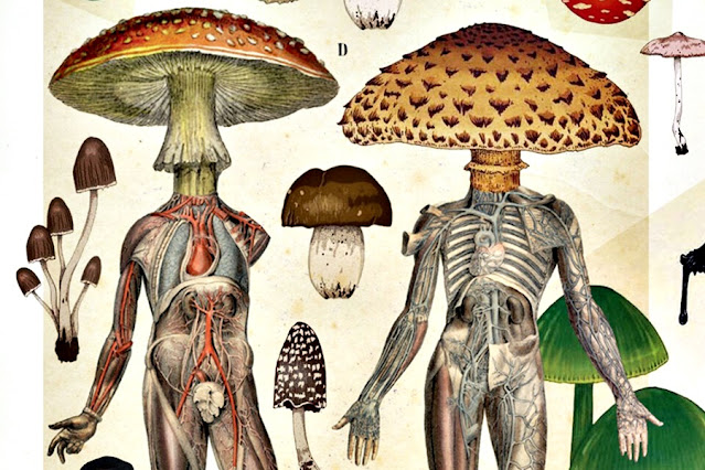 Los hongos son más parecidos a nosotros que a los vegetales
