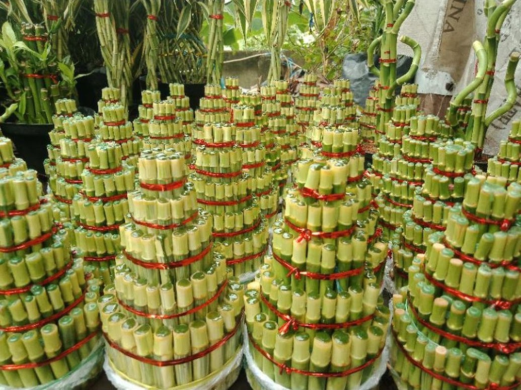 Bambu Hoki 5 susun pagoda susun 5 Jawa Timur