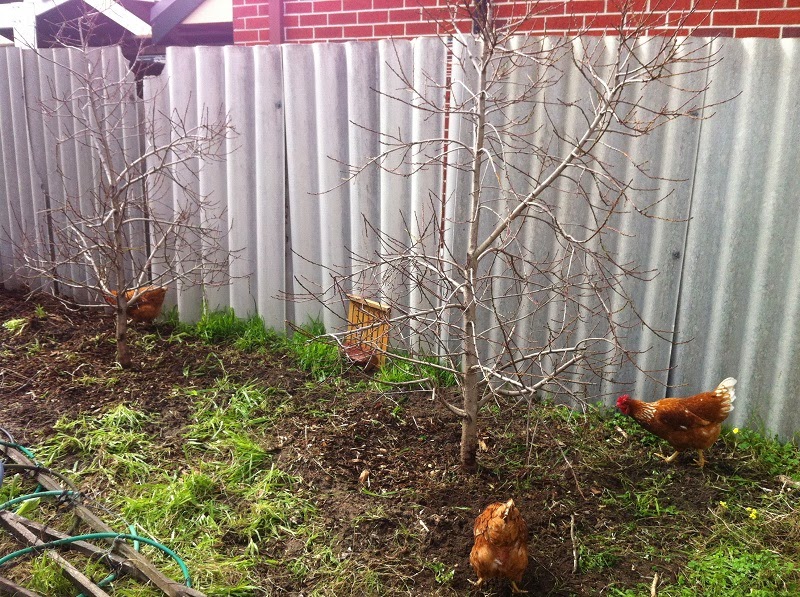 Urban Veggies and more Growing nectarine trees in Perth