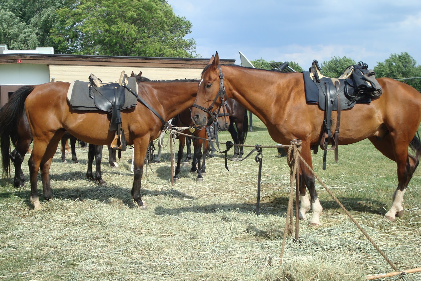 North Horse Modern Civil War Horses