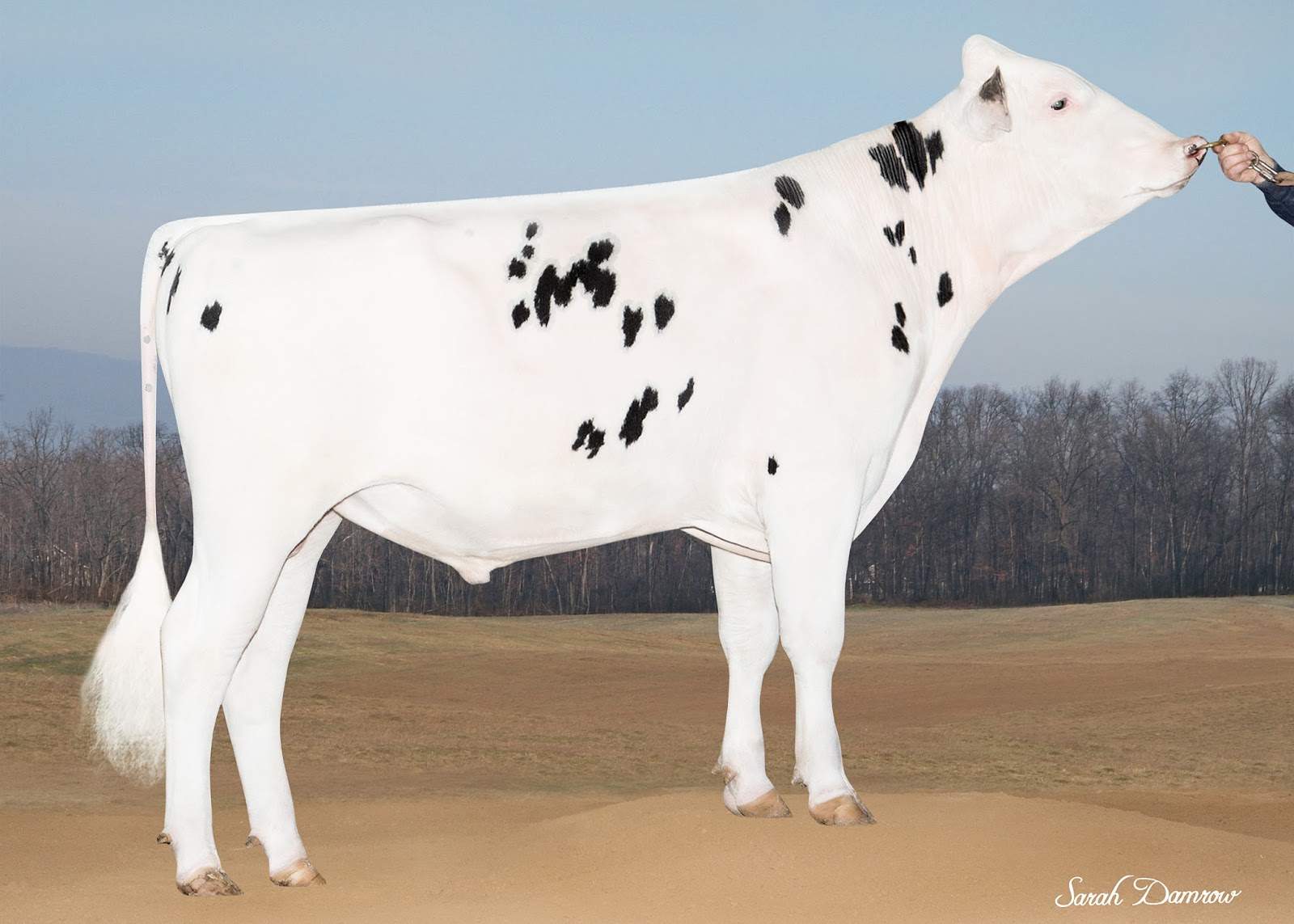 The GENEX Blog April Holstein Sire Summary Highlights