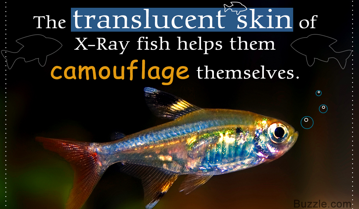 I fish перевод. X-ray рыба. X ray Fish x. X ray Fish перевод. XRAY Fish фото.