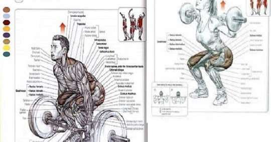 Workout & Squat and Deadlift ~ www.bodybuilding110.com