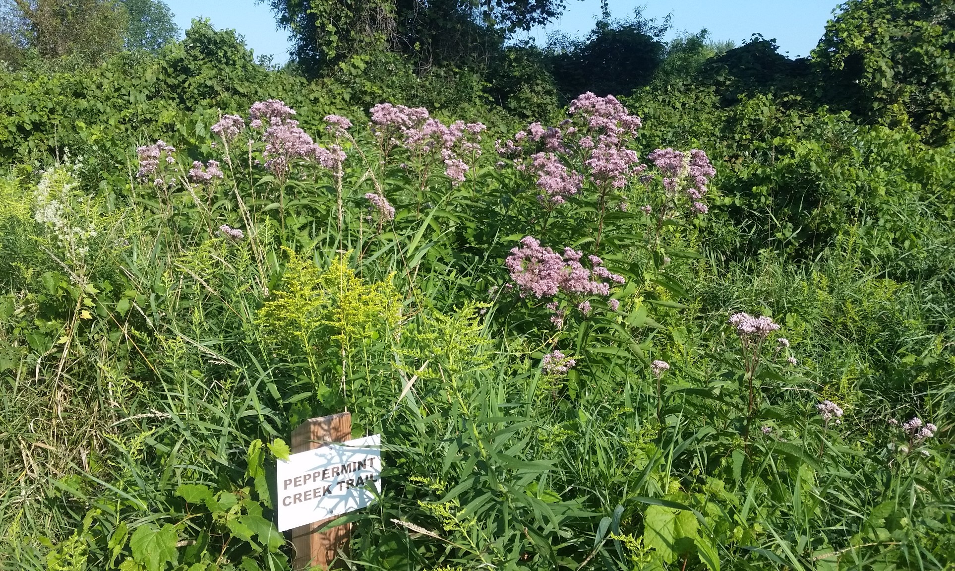 Eaton Rapids Joe The flowers of late summer