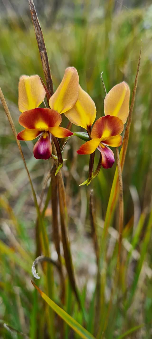 Diuris orientis