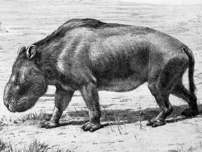 Noticias de Paleontologia Nesodon conspurcatus, una gran criatura de