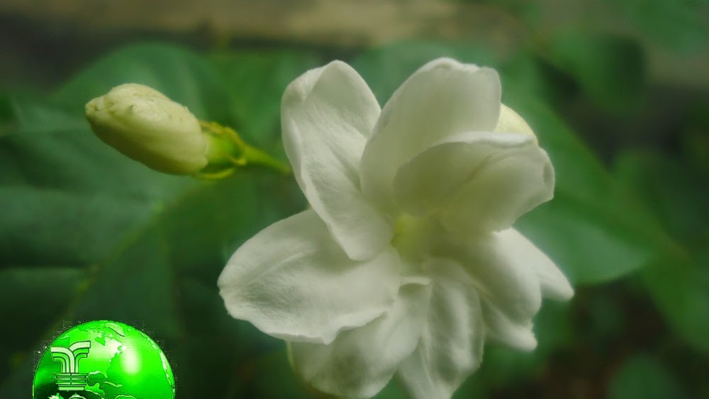 Bunga Melati Jasminum Sambac Ait