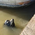 Vídeo registra momento em que leão-marinho puxa brutalmente menininha para água