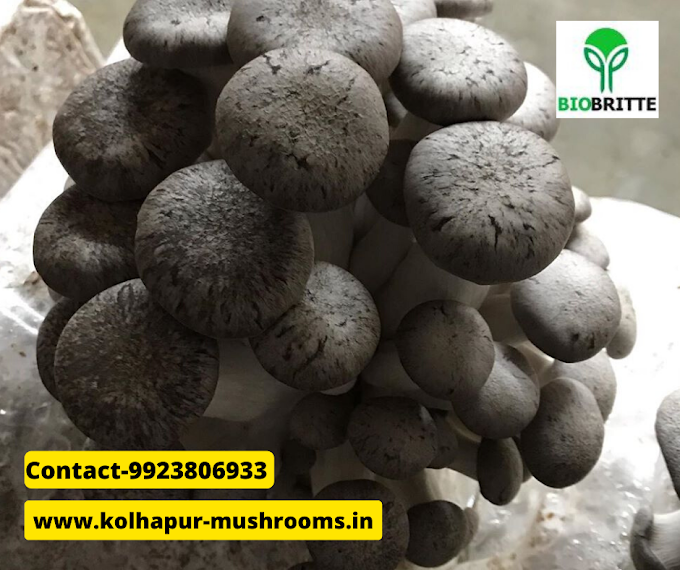 Mushroom spawn supplier in Solapur | mushroom supplier | mushroom training | mushroom farming | mushroom store | mushroom business | mushroom products