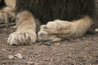 Lions paws Krueger National Park