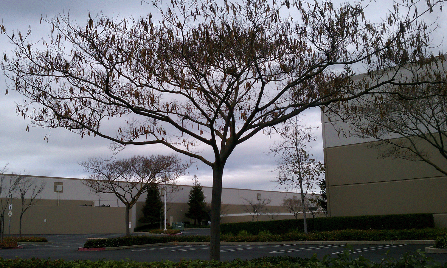 Eden By The Bay Street Trees Through The Seasons Silk Tree