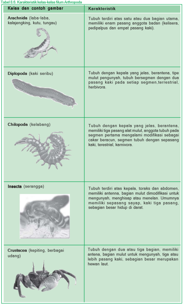  Karakteristik kelas-kelas filum Arthropoda