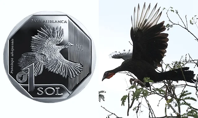 Moneda de S/ 1 alusiva a la pava aliblanca elegida como la mejor del mundo