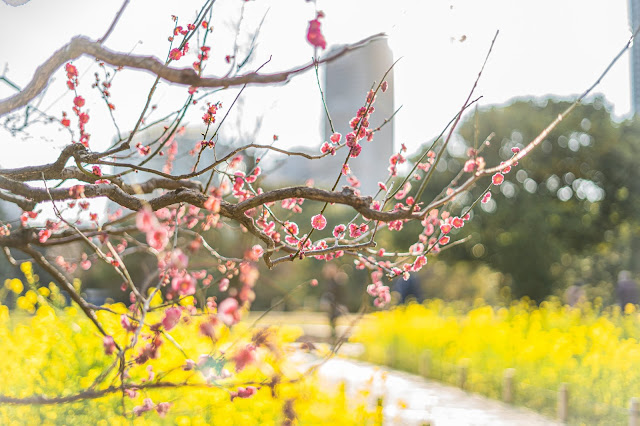 梅,菜の花,浜離宮恩賜