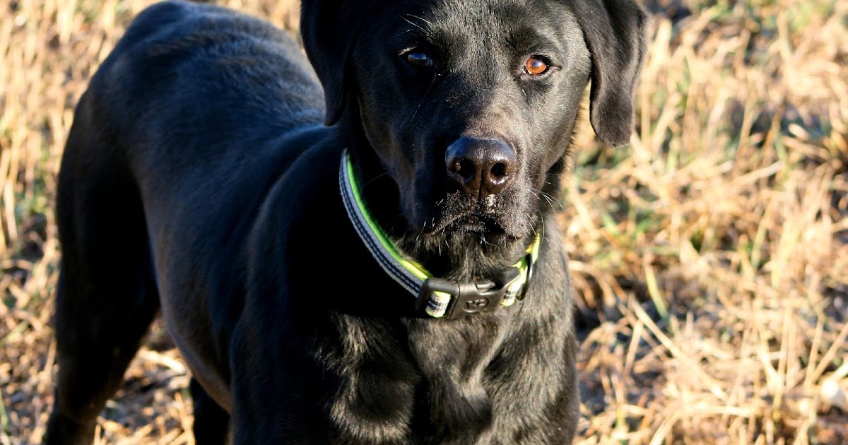 K and R Labradors K and R Grizzly's Got Grit