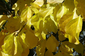 Autumn_oriental_bittersweet_celastrus_orbiculatus_leaves_by_garden_muses:_a_Toronto_gardening_blog