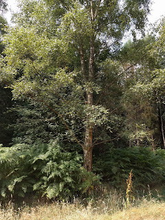 Tree with foliage to one side