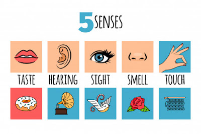 الحواس الخمس باللغة الانجليزية The five senses in English