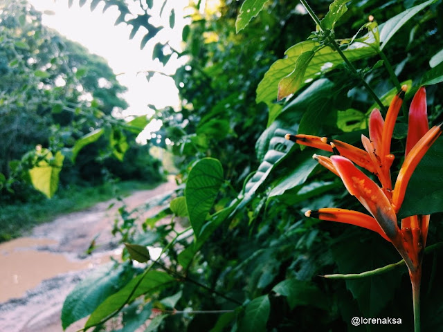 heliconia papagaio