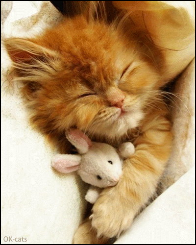Art Cat GIF • Morphing • Cute and tiny kitten dreams that he is a proud and fierce Lion! Art Cat GIF • Morphing • Cute and tiny kitten dreams that he is a proud and fierce Lion!